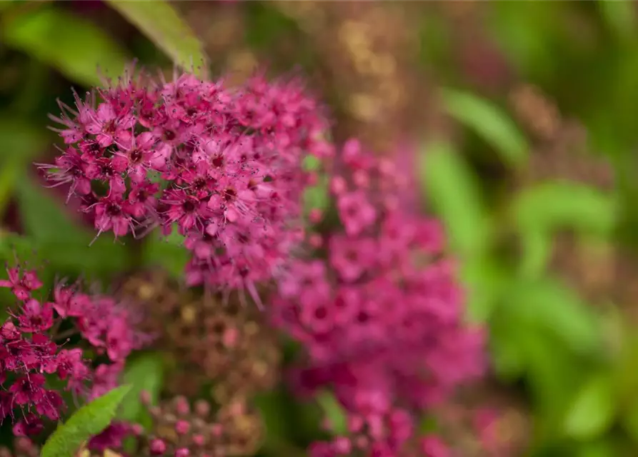 Spiraea japonica 'Anthony Waterer'