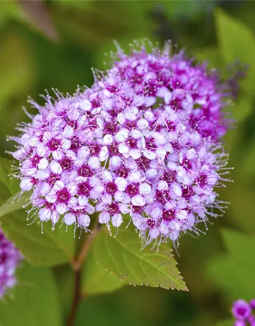 Spiraea japonica