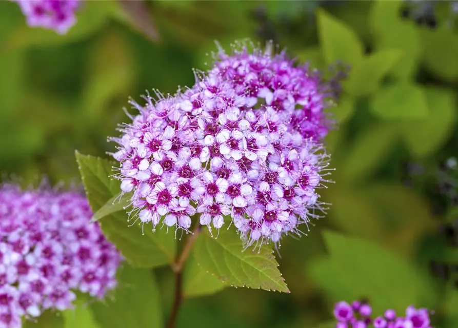 Spiraea japonica