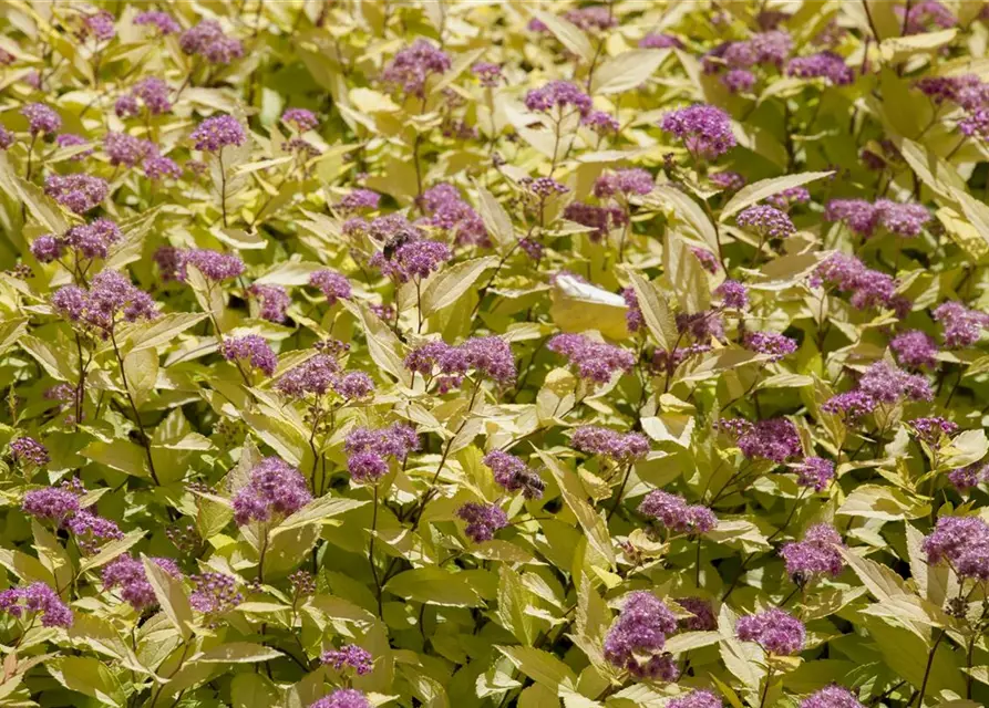 Spiraea japonica