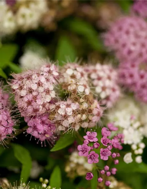 Spiraea japonica