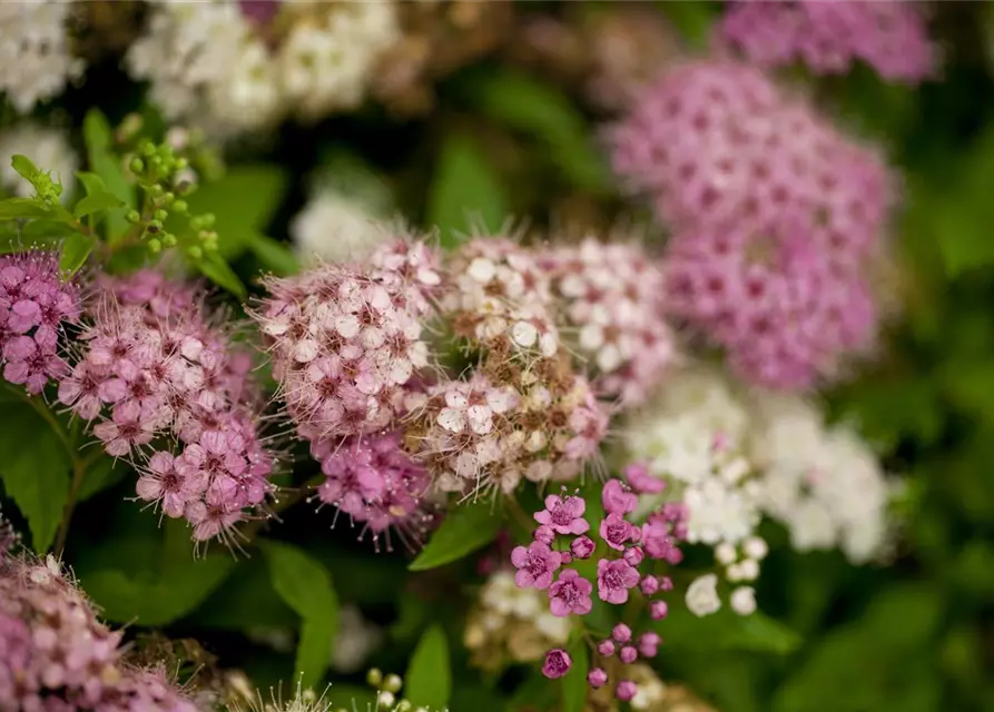 Spiraea japonica