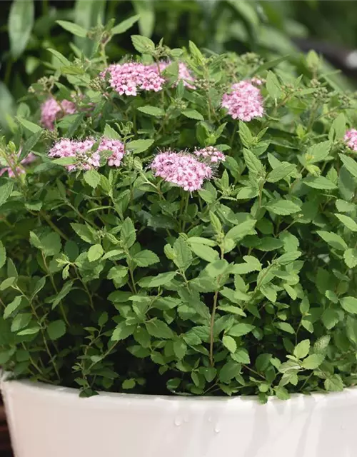 Spiraea japonica