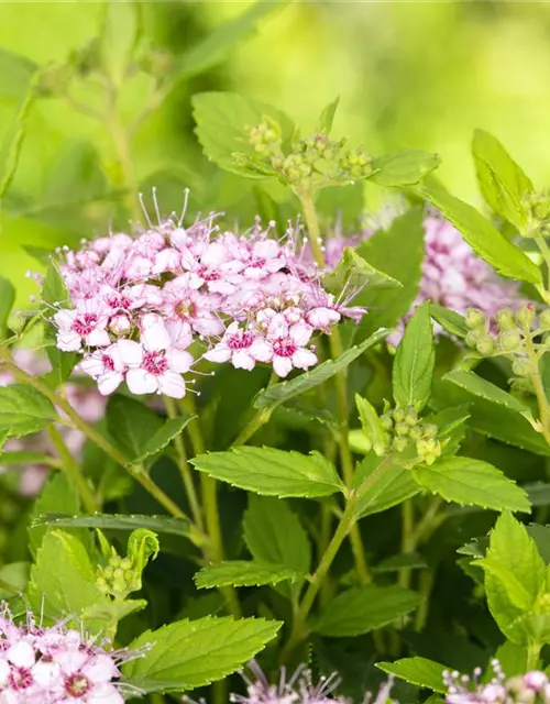 Spiraea japonica