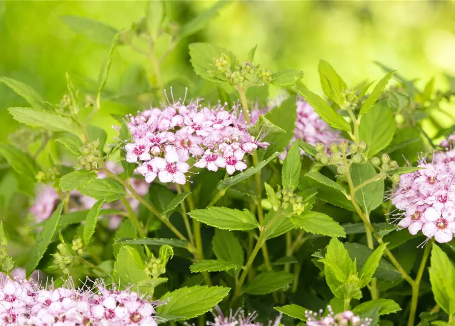 Spiraea japonica