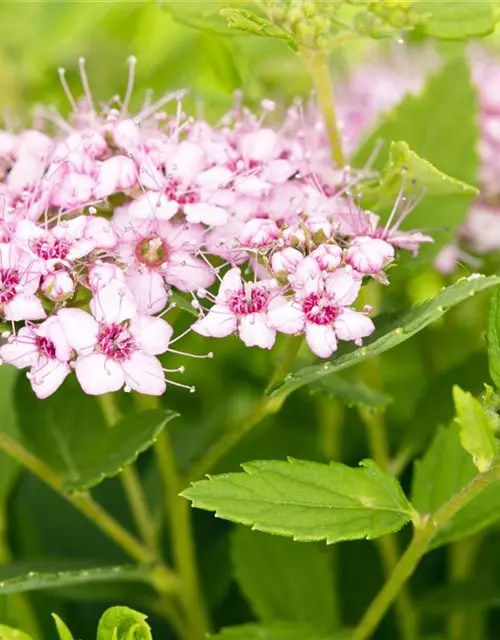 Spiraea japonica