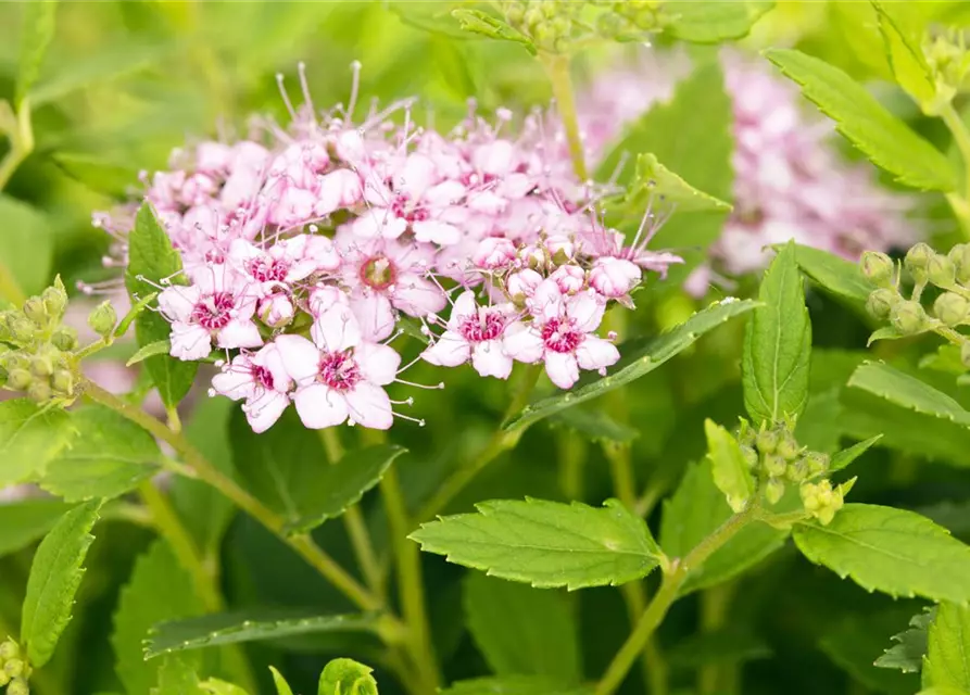 Spiraea japonica