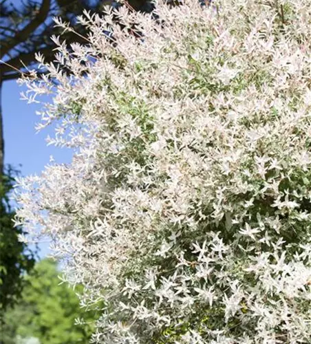 Salix integra 'Hakuro Nishiki'