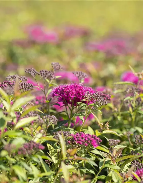 Spiraea japonica 'Anthony Waterer'