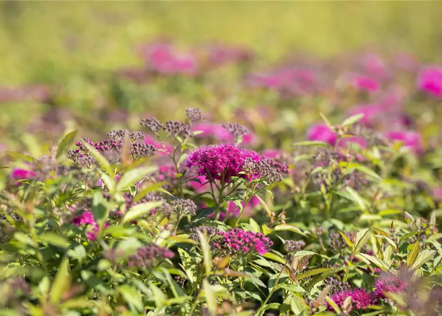 Spiraea japonica 'Anthony Waterer'