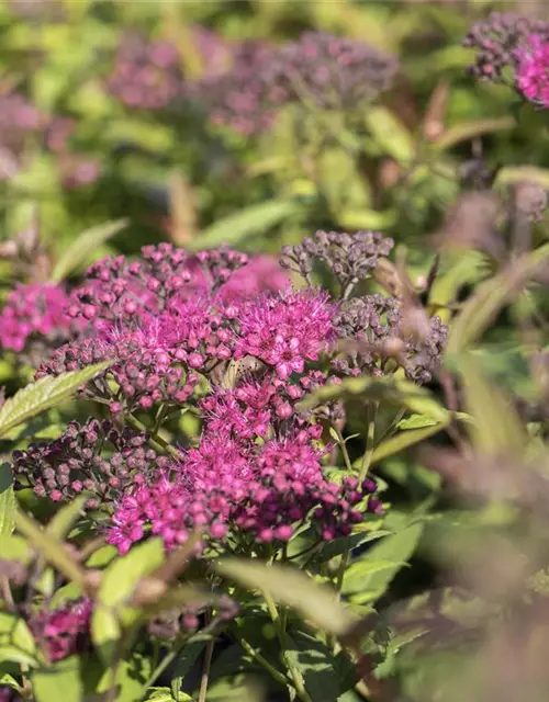 Spiraea japonica 'Anthony Waterer'