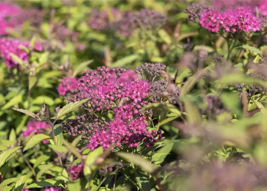 Spiraea japonica 'Anthony Waterer'