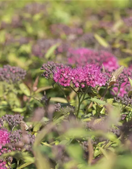 Spiraea japonica 'Anthony Waterer'