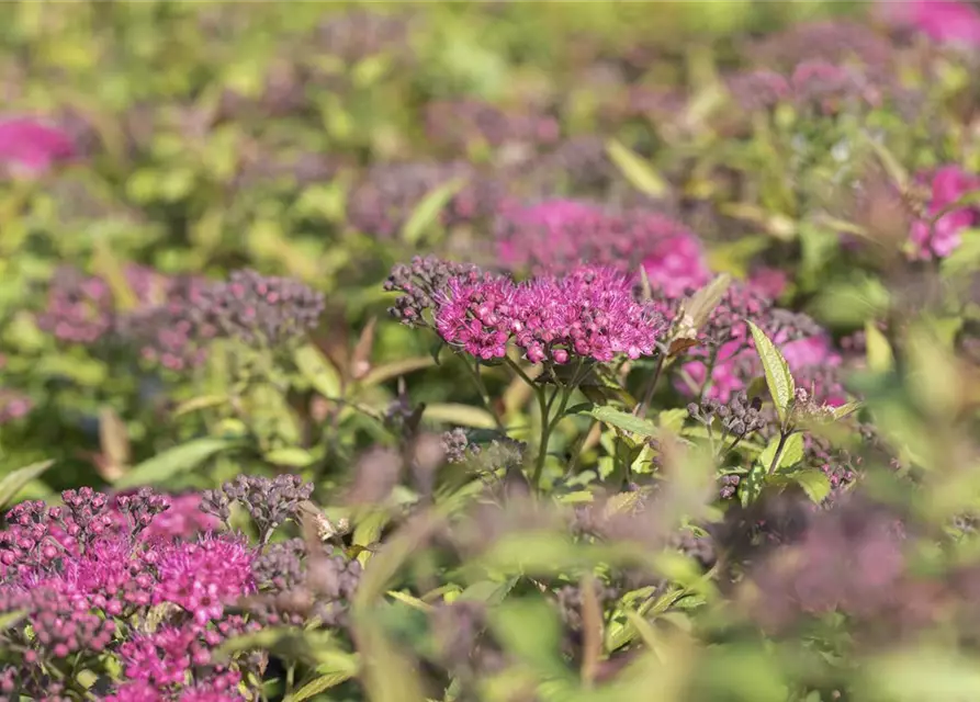 Spiraea japonica 'Anthony Waterer'