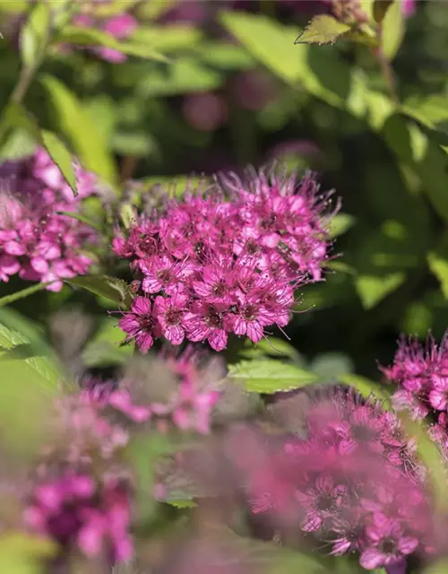 Spiraea japonica 'Anthony Waterer'