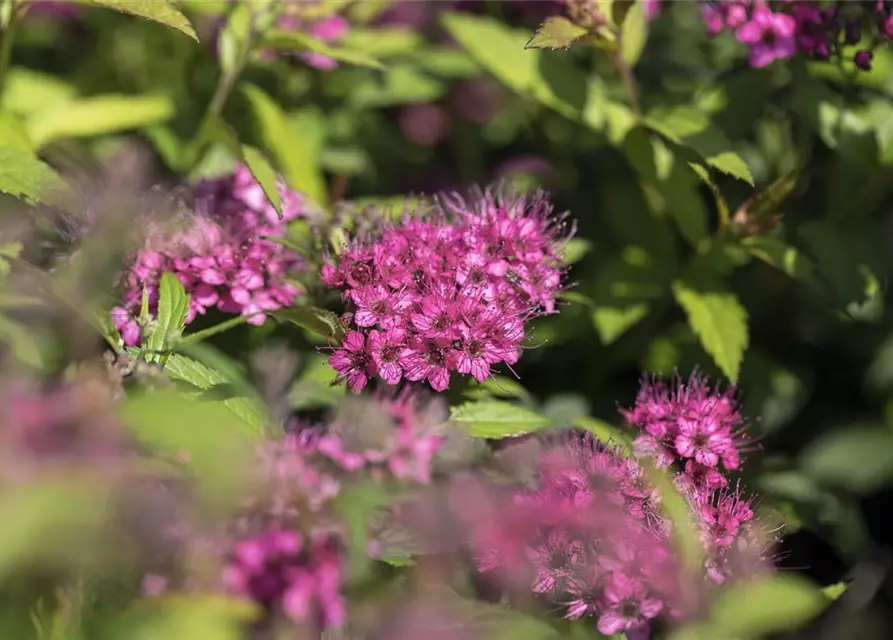 Spiraea japonica 'Anthony Waterer'