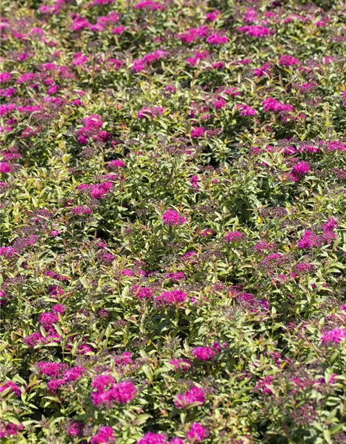 Spiraea japonica 'Anthony Waterer'