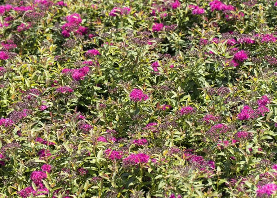 Spiraea japonica 'Anthony Waterer'