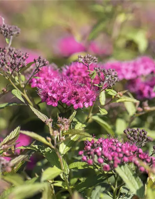 Spiraea japonica 'Anthony Waterer'