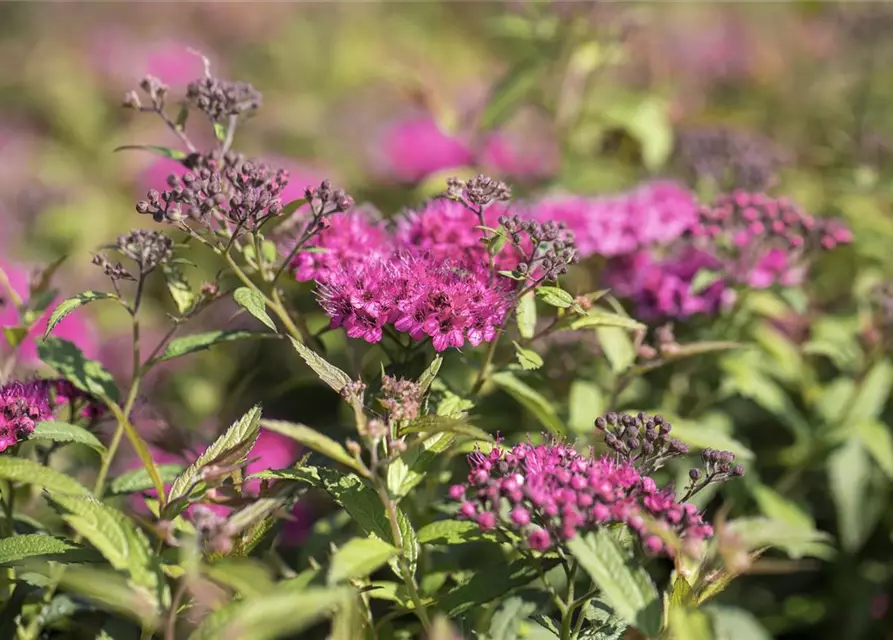 Spiraea japonica 'Anthony Waterer'