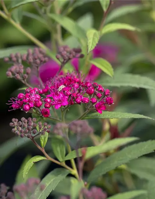 Spiraea japonica 'Anthony Waterer'