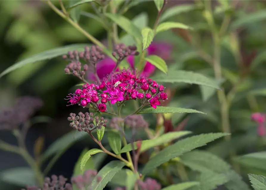 Spiraea japonica 'Anthony Waterer'