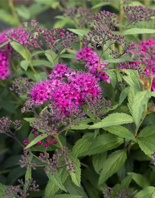 Spiraea japonica 'Anthony Waterer'