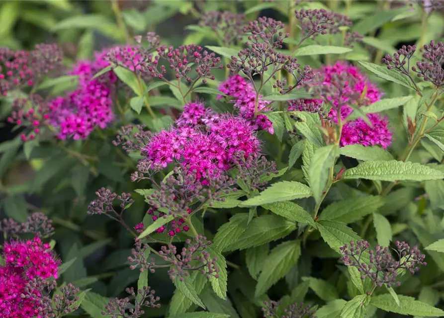 Spiraea japonica 'Anthony Waterer'