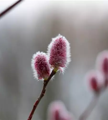 Salix 'Rotkätzchen'®