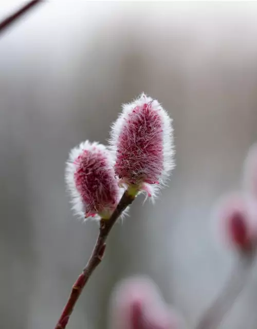 Salix 'Rotkätzchen'®