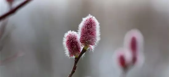 Salix 'Rotkätzchen'®