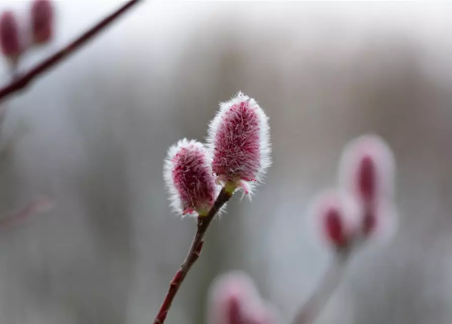 Salix 'Rotkätzchen'®