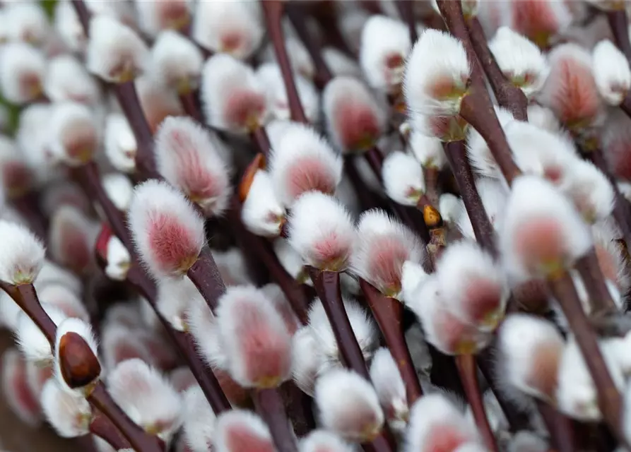 Salix 'Rotkätzchen'®