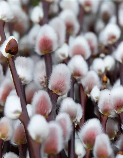 Salix 'Rotkätzchen'®