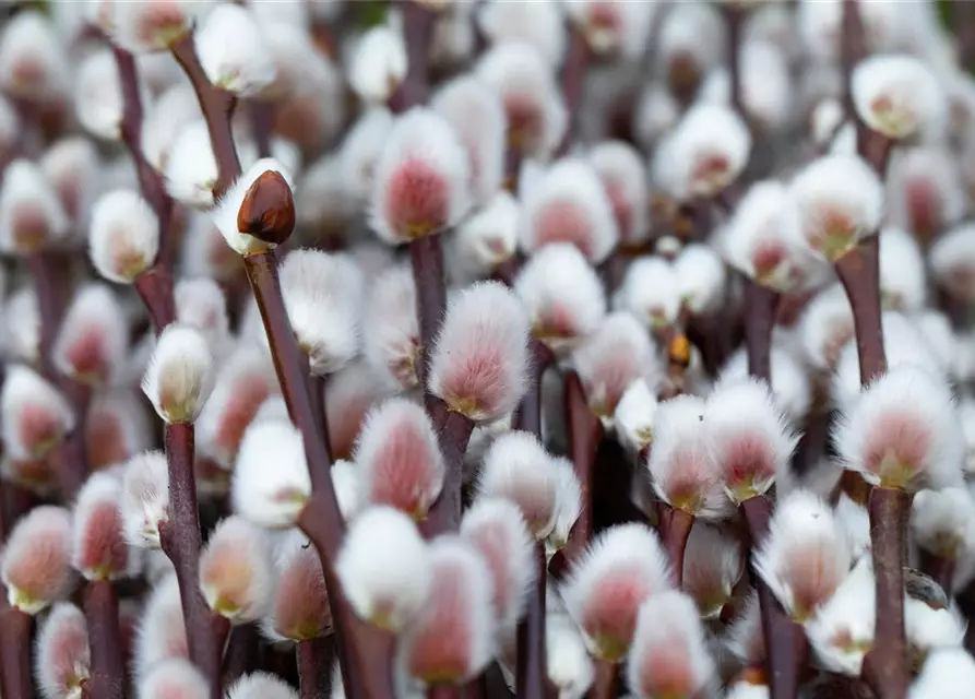 Salix 'Rotkätzchen'®