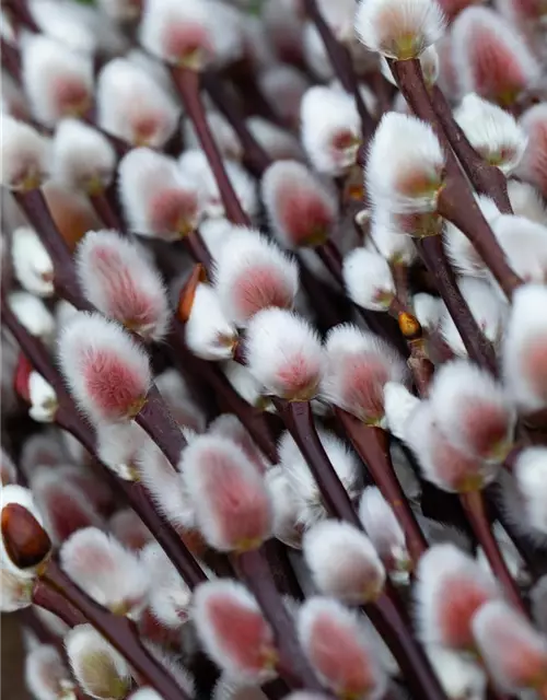 Salix 'Rotkätzchen'®