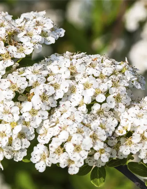 Spiraea nipponica 'Snowmound'