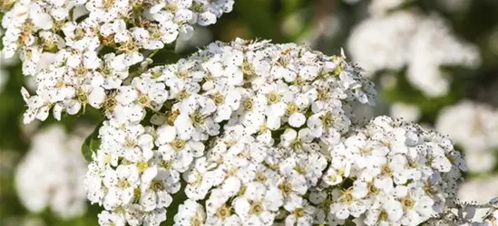 Spiraea nipponica 'Snowmound'