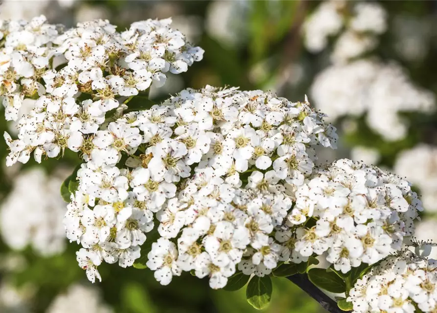 Spiraea nipponica 'Snowmound'