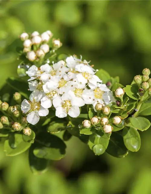 Spiraea nipponica 'Snowmound'