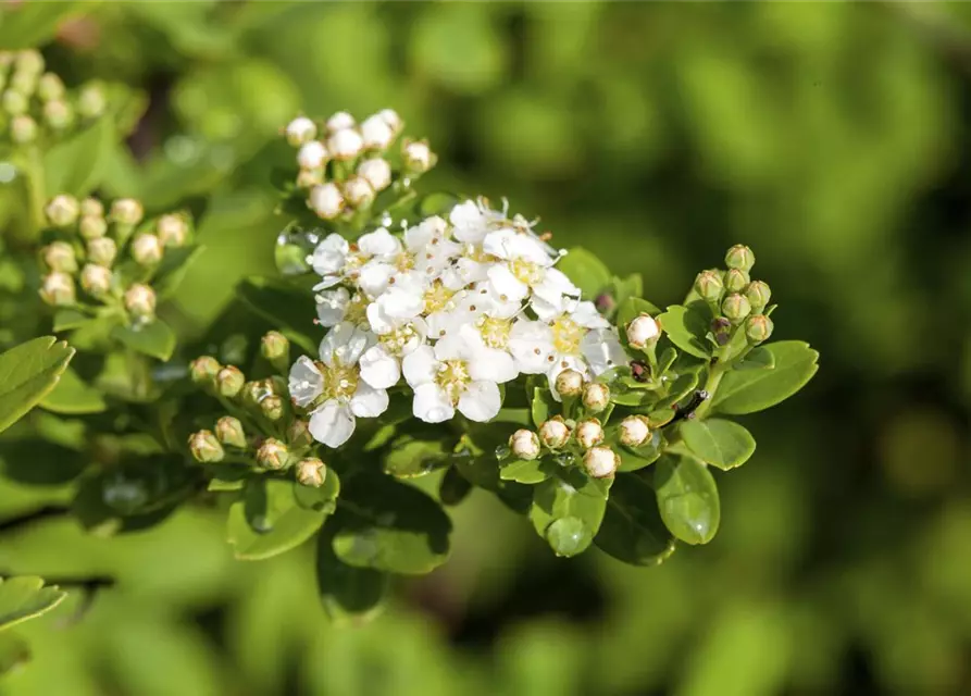 Spiraea nipponica 'Snowmound'