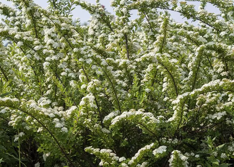 Spiraea nipponica 'Snowmound'