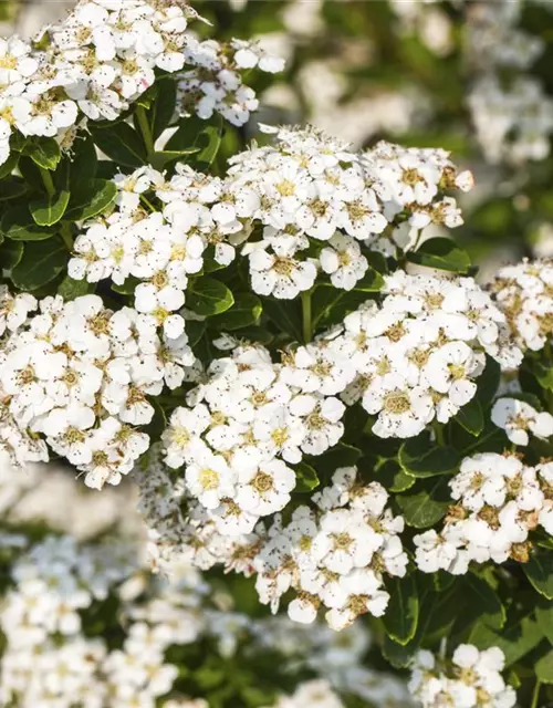 Spiraea nipponica 'Snowmound'