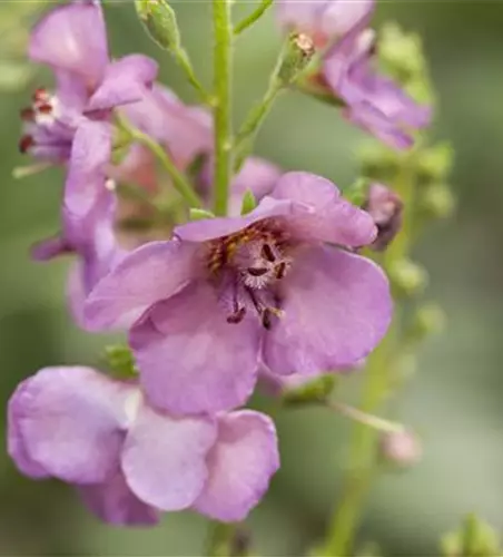 Verbascum x cultorum