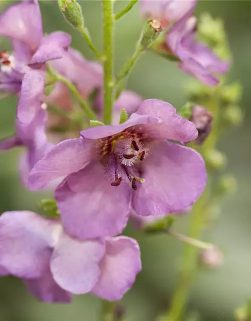 Verbascum x cultorum