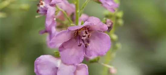 Verbascum x cultorum