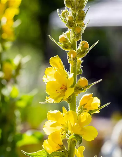 Verbascum x cultorum