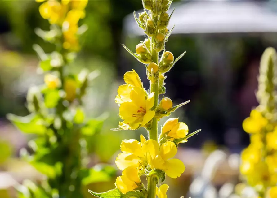 Verbascum x cultorum