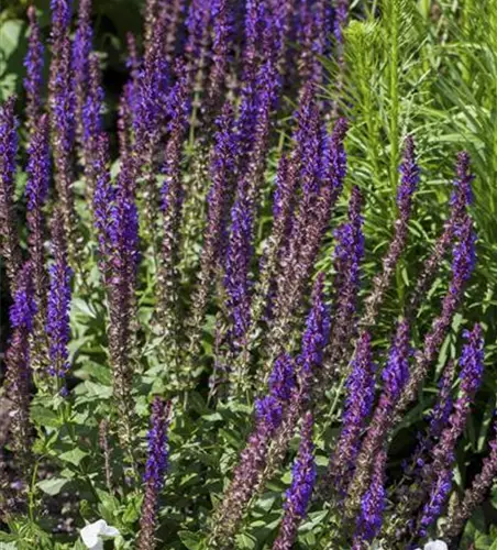 Salvia nemorosa