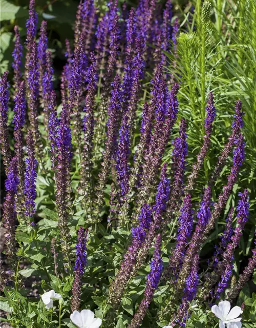 Salvia nemorosa